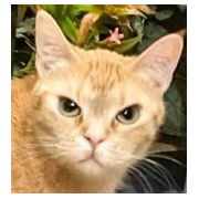 Clawmydia